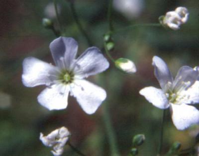 Gypsophila elegans (flor de ilusión)